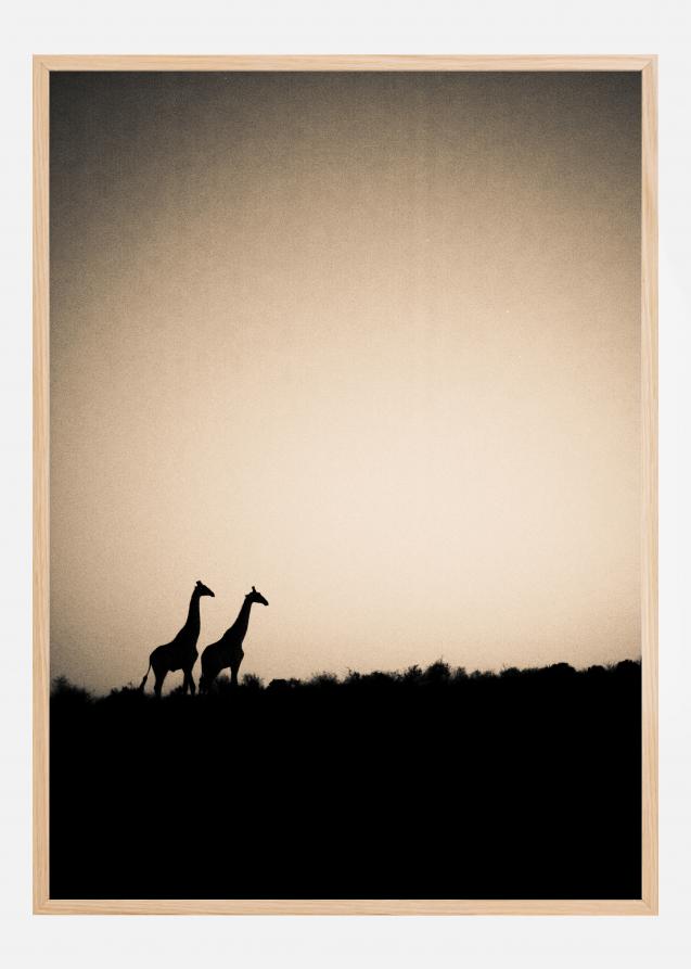 Giraffes Póster