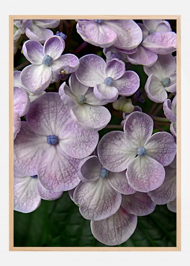 Purple Flower Póster