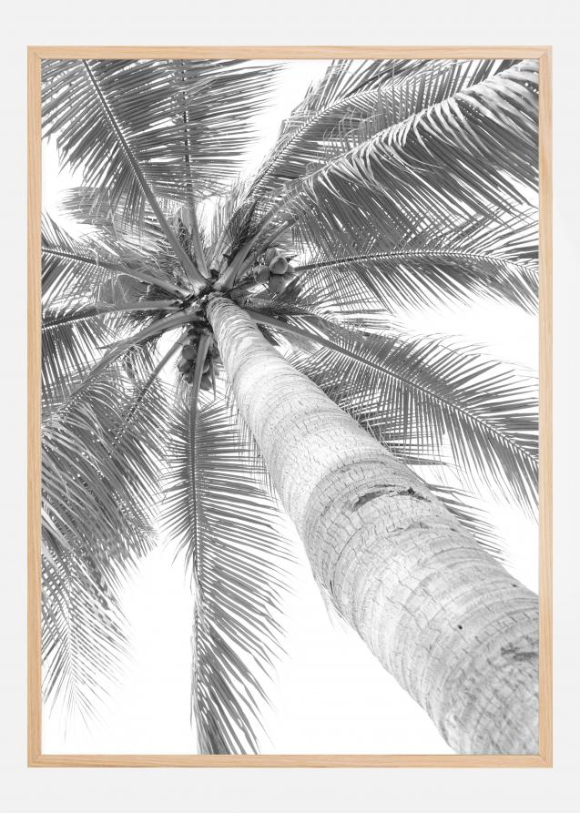 Black and white palmtree Póster