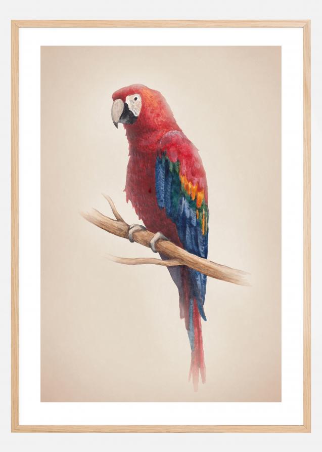 Tropical Parrot Póster