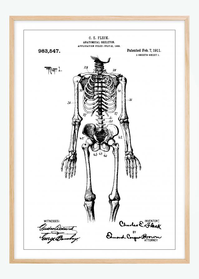 Dibujo de patente - Esqueleto anatómico I Póster