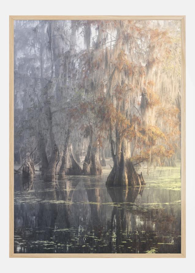 Louisiana Swamp Póster