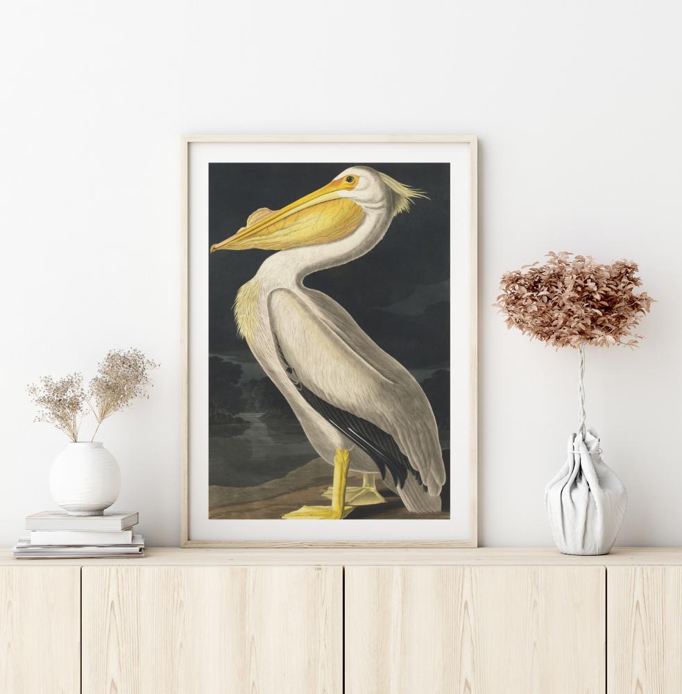 American White Pelican Pster