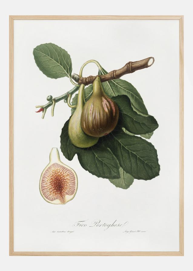 Figs Póster