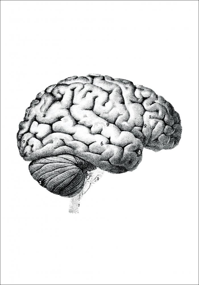 Ilustracin didctica cerebro piezas Pster