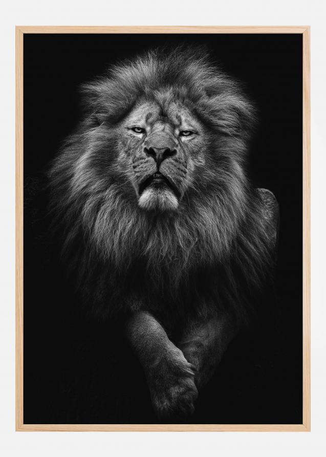 Black and White Lion Póster
