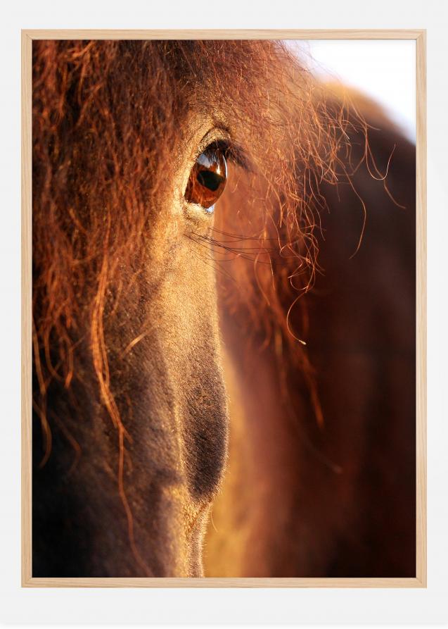 Horse sunset Póster