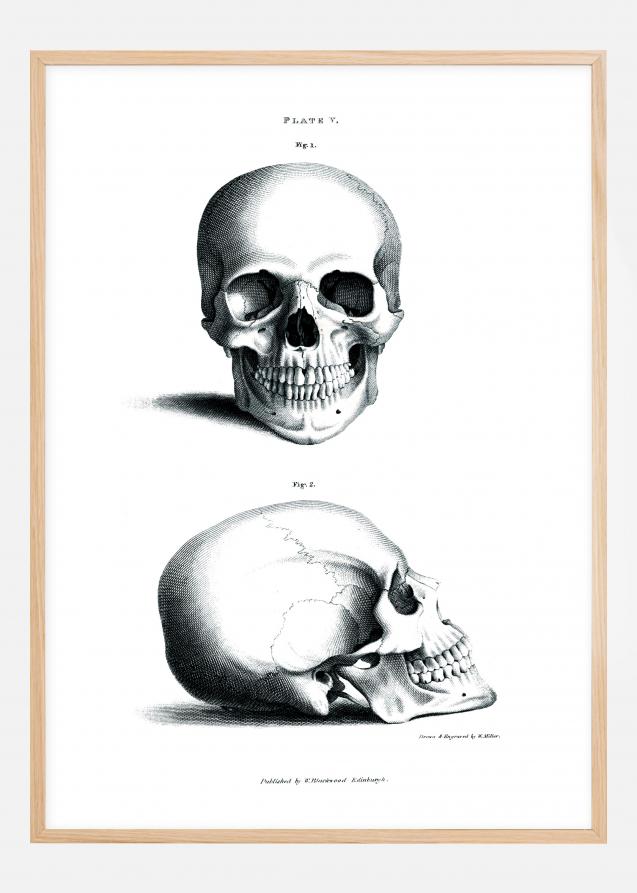 Ilustración didáctica cráneo 1800-tal Póster