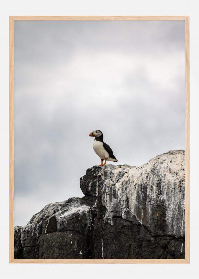 Puffin Póster