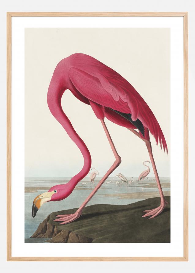 American Flamingo Póster