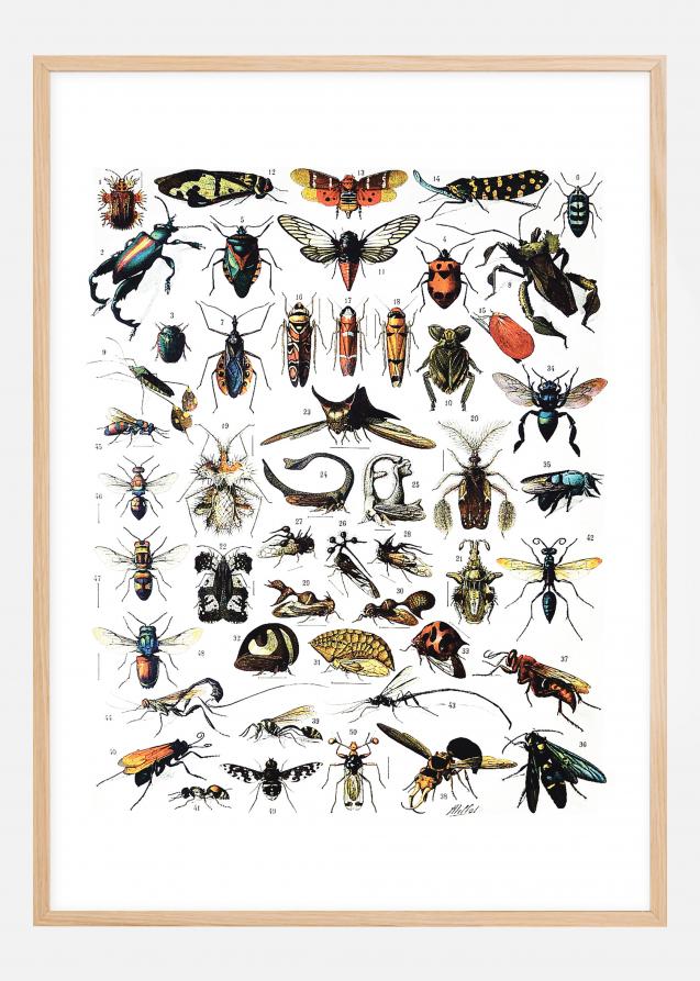Ilustración didáctica insectos I Póster