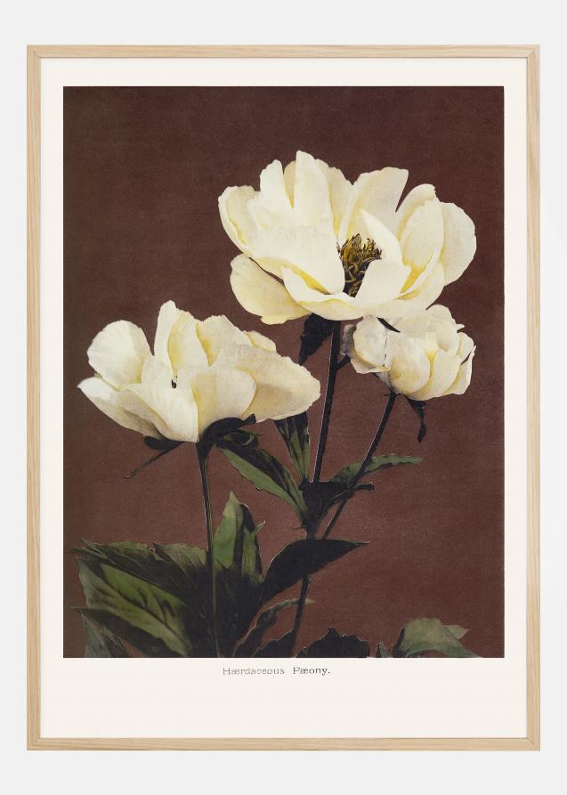 Habrdaceous Peony Póster