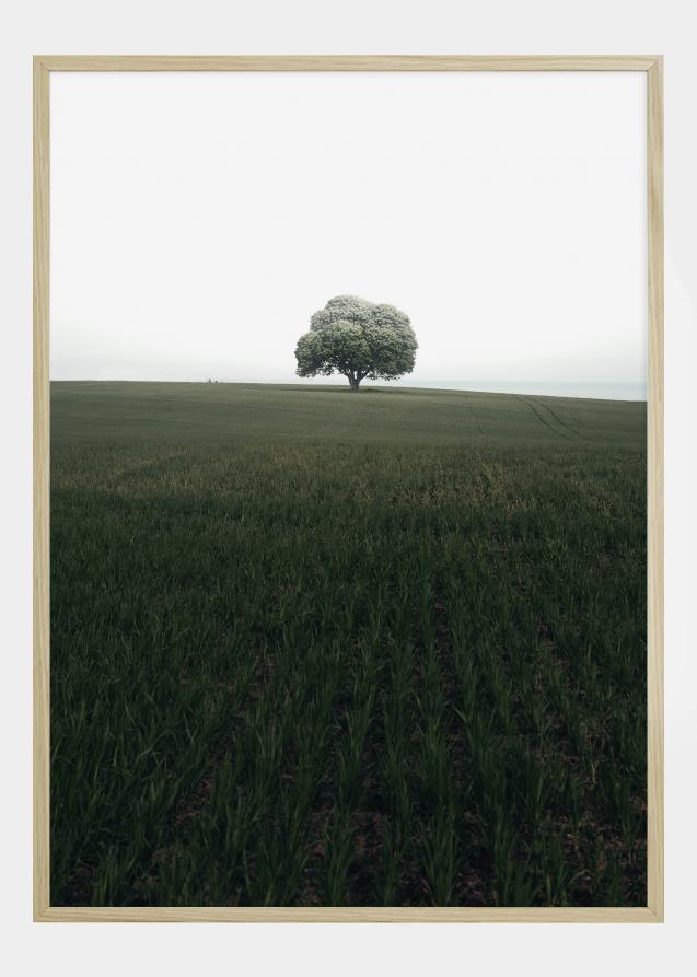 The lonely oak tree Póster
