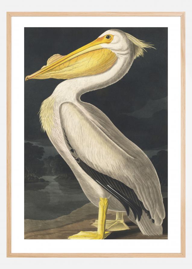 American White Pelican Póster