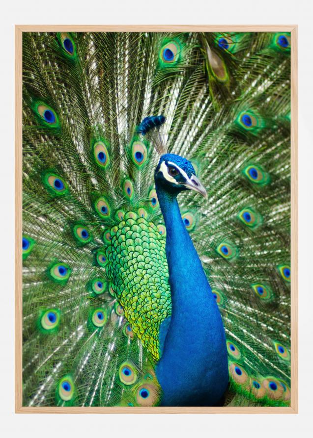 Peacock Póster