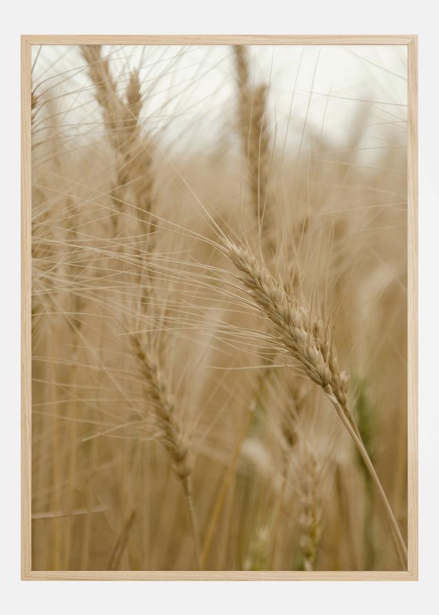 Wheat Field Póster