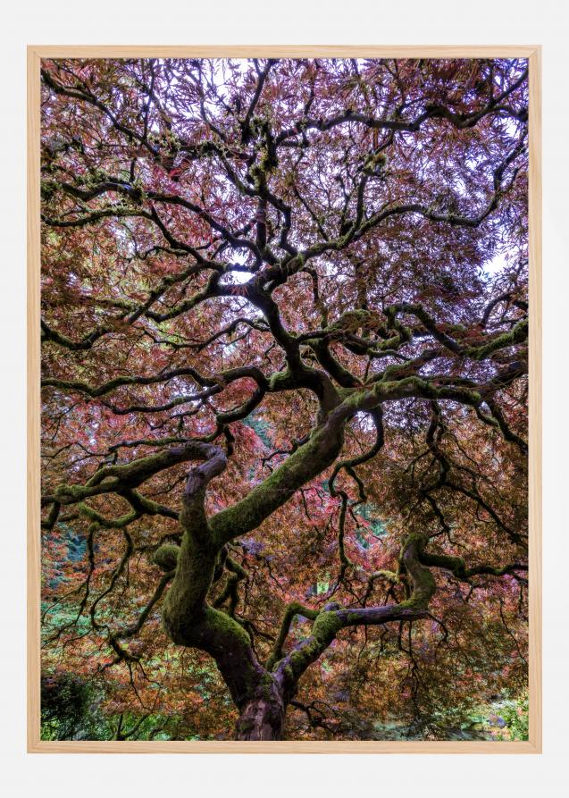 Japanese Maple Tree Póster