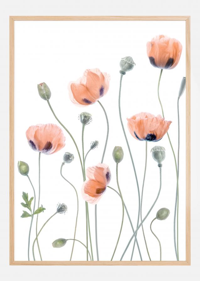 Poppies Póster