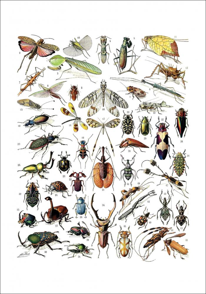 Ilustracin didctica insectos II Pster