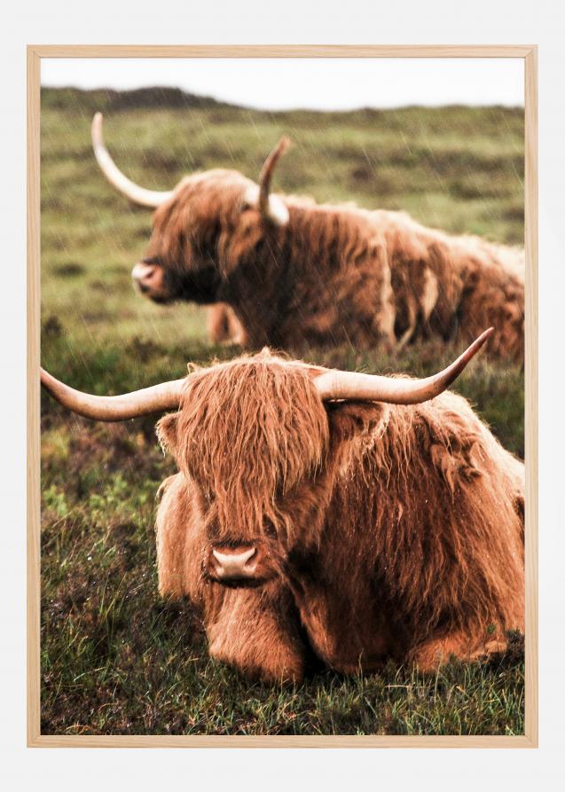 Highland Cattle Póster
