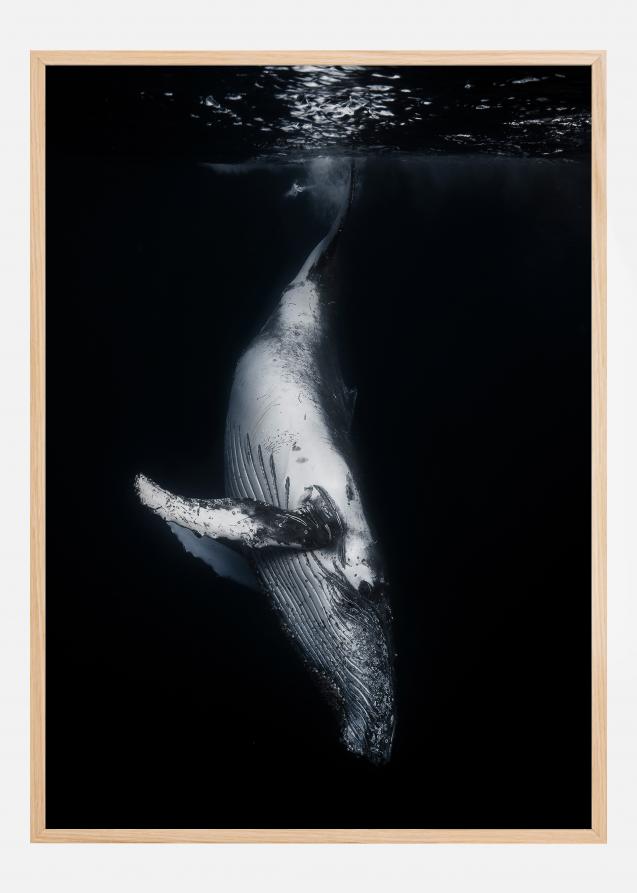 Black Whale Póster