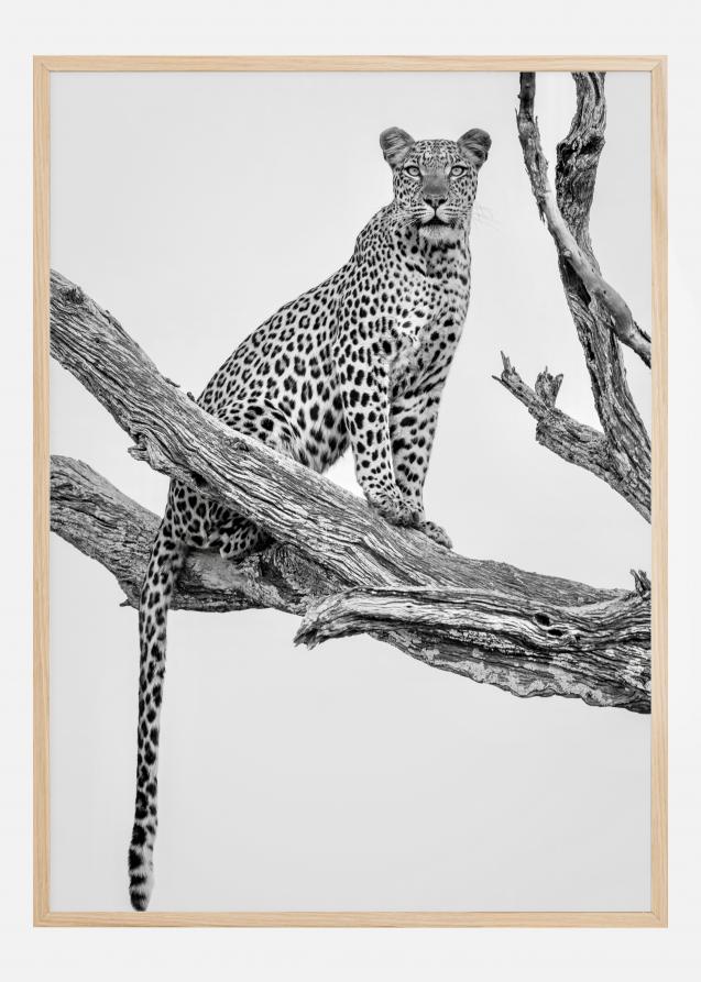 Leopard Portrait Póster