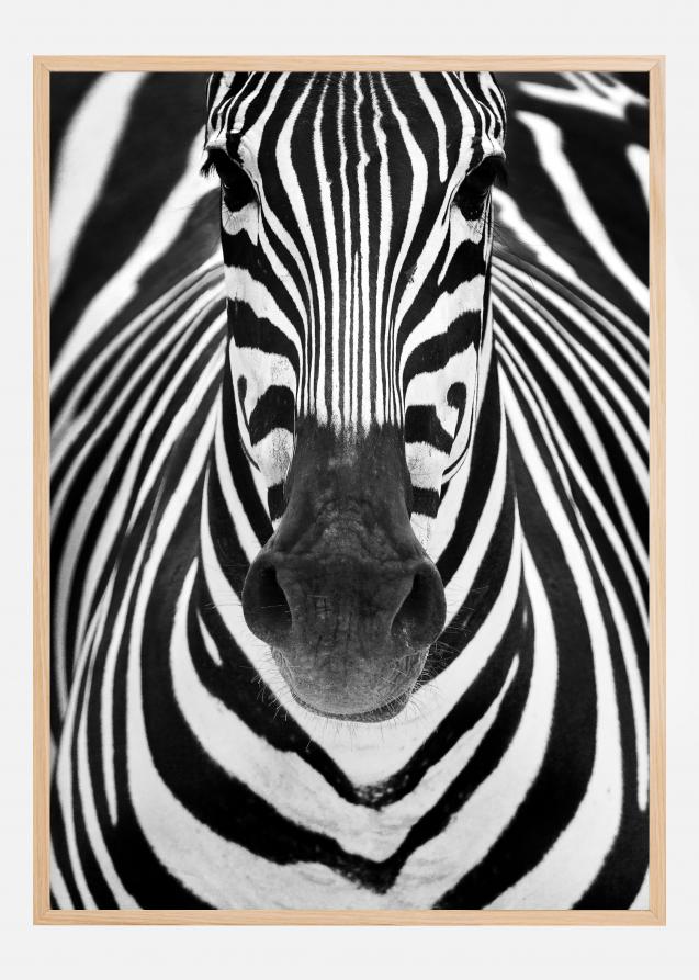 Zebra Póster