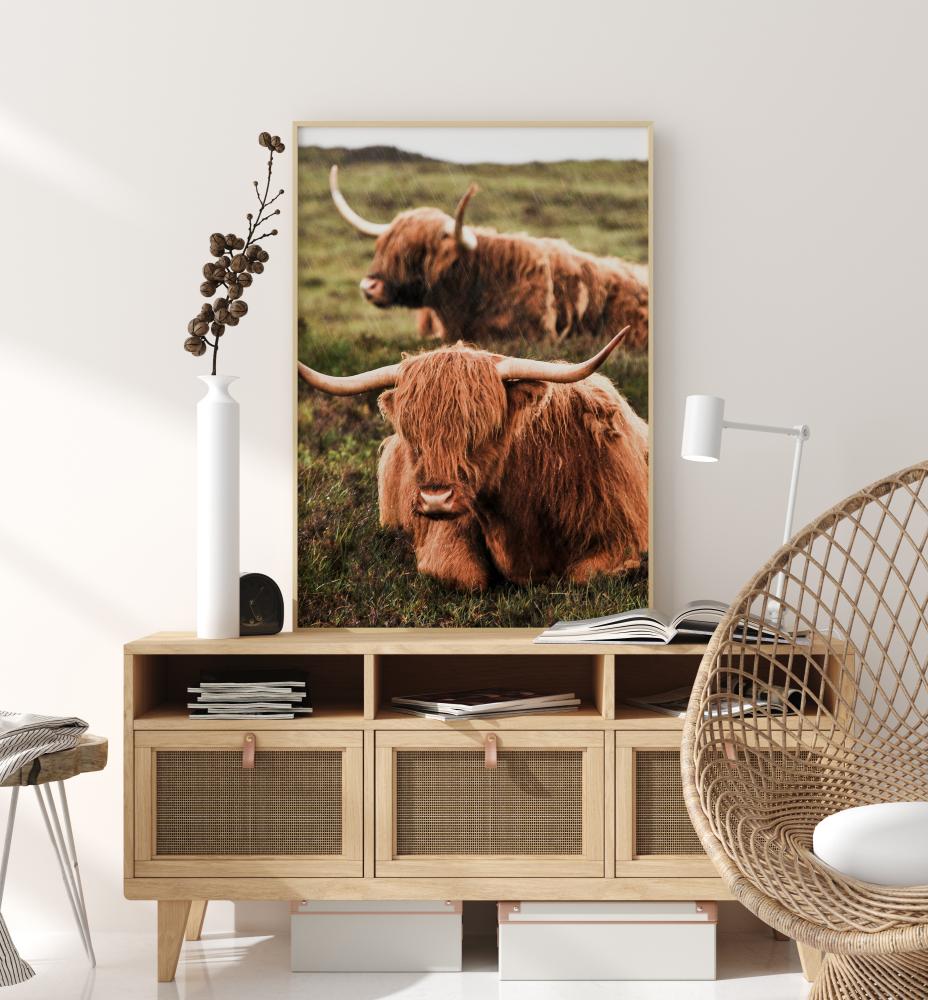 Highland Cattle Pster