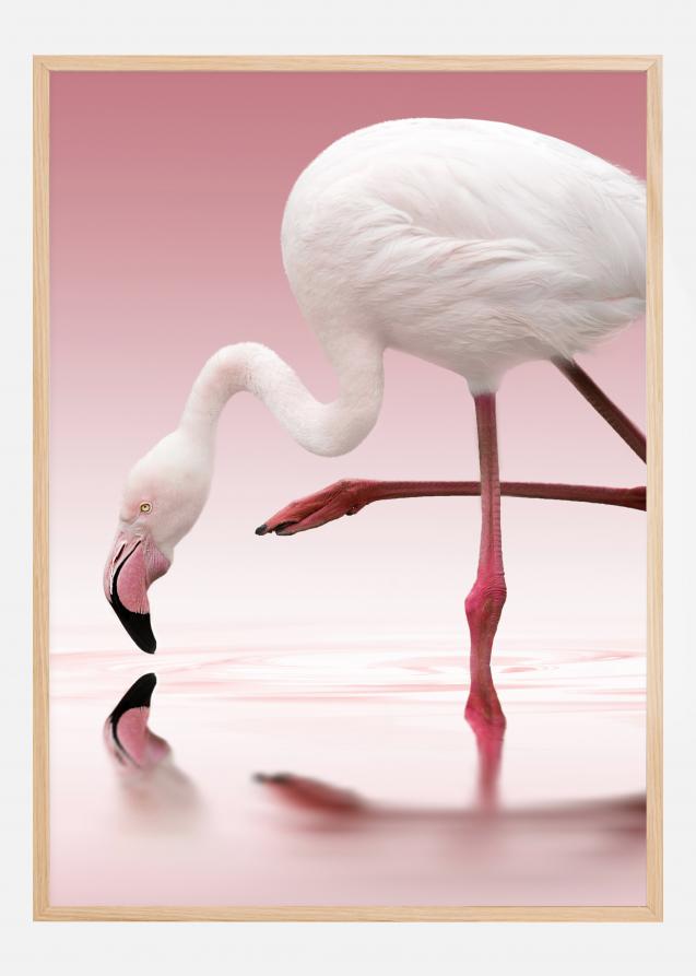 Flamingo Póster