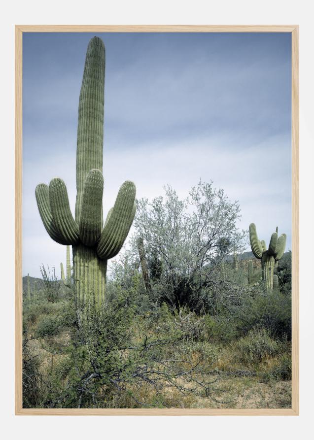 Cactus Land Póster