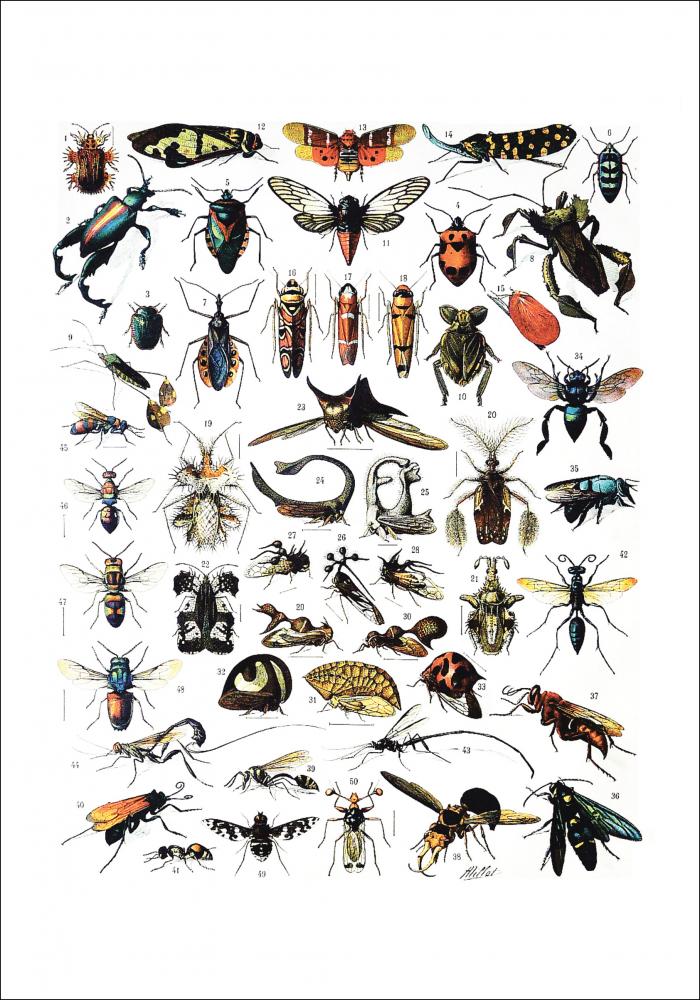 Ilustracin didctica insectos I Pster