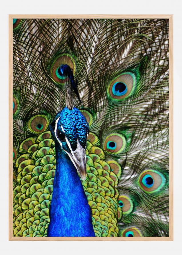 Peacock I Póster