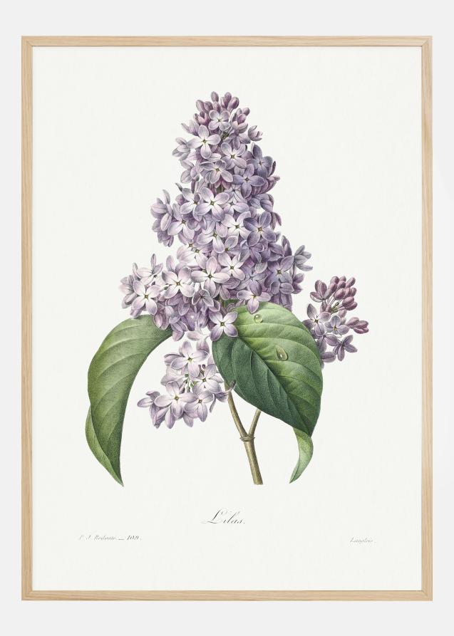 Lilac Flower Póster