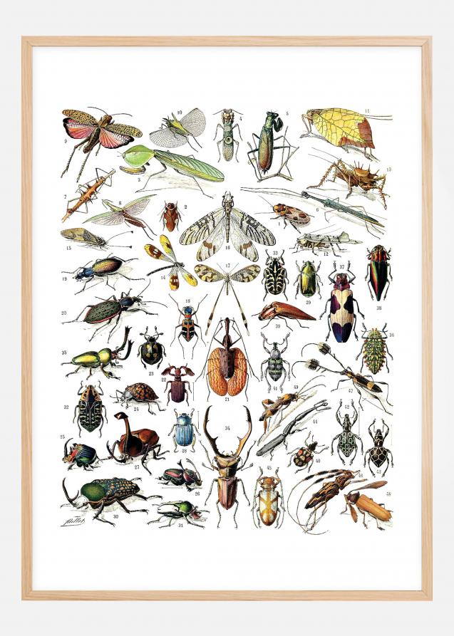 Ilustración didáctica insectos II Póster