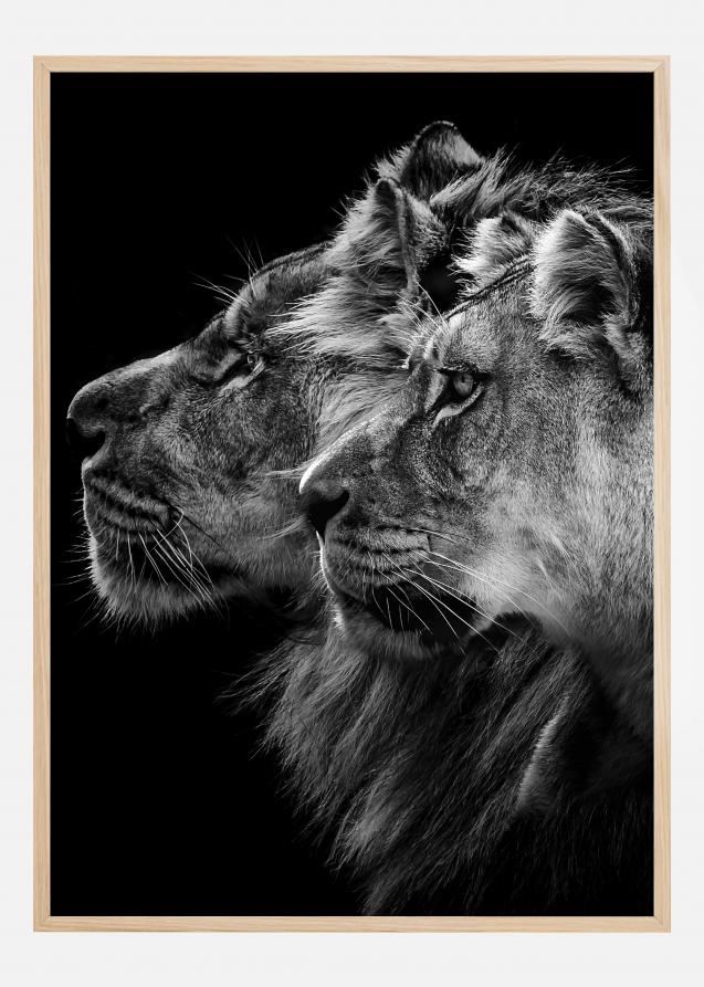 Lion and lioness portrait Póster