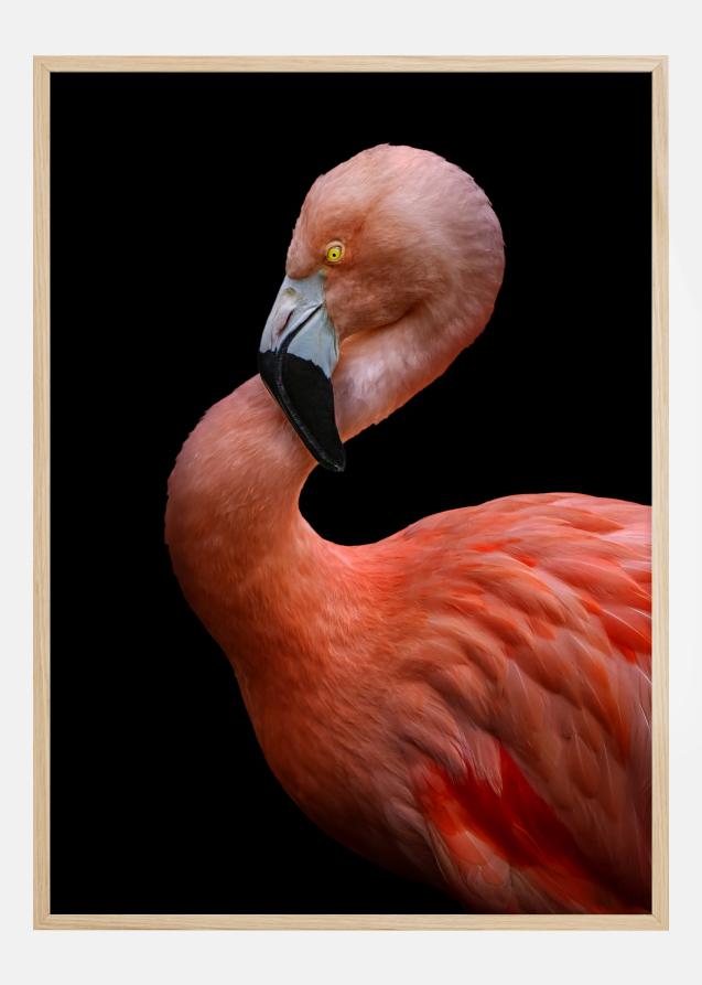 Flamingo at night Póster