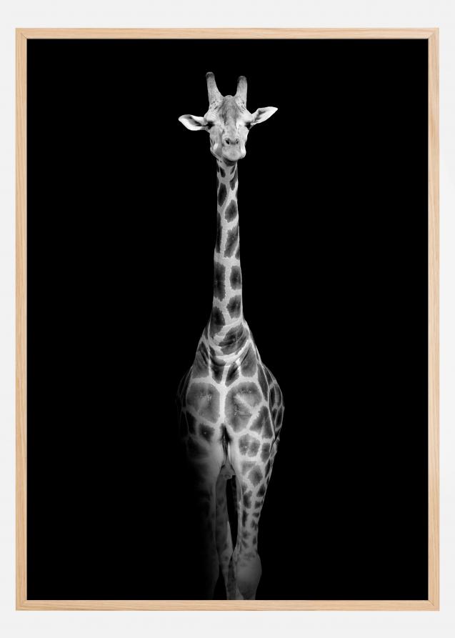 Stunning giraffe Póster