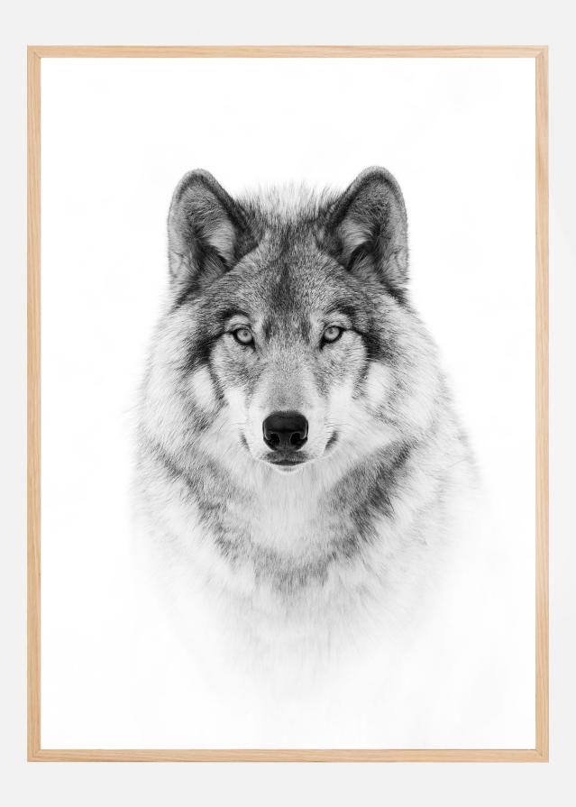 Portrait of a Timber Wolf Póster