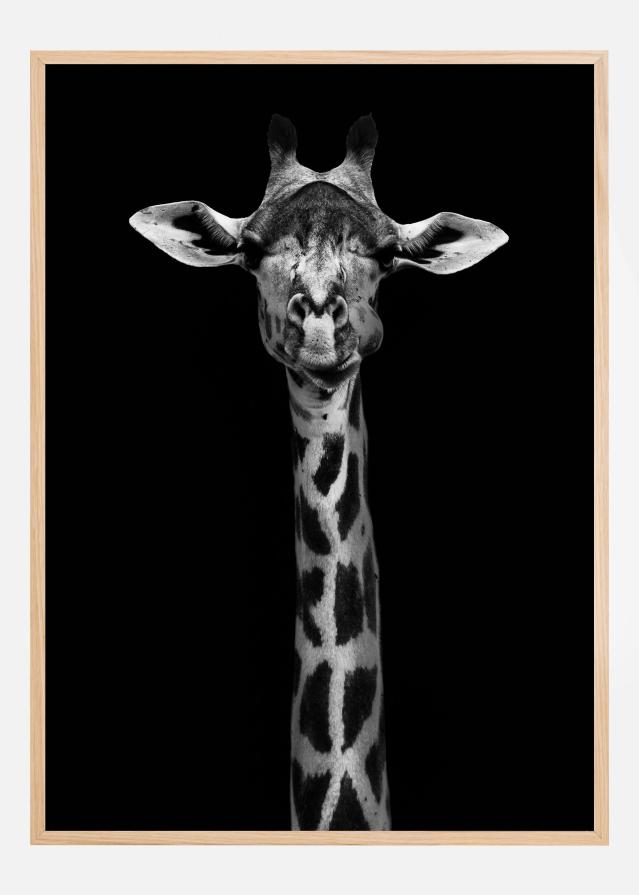 Giraffe Portrait Póster