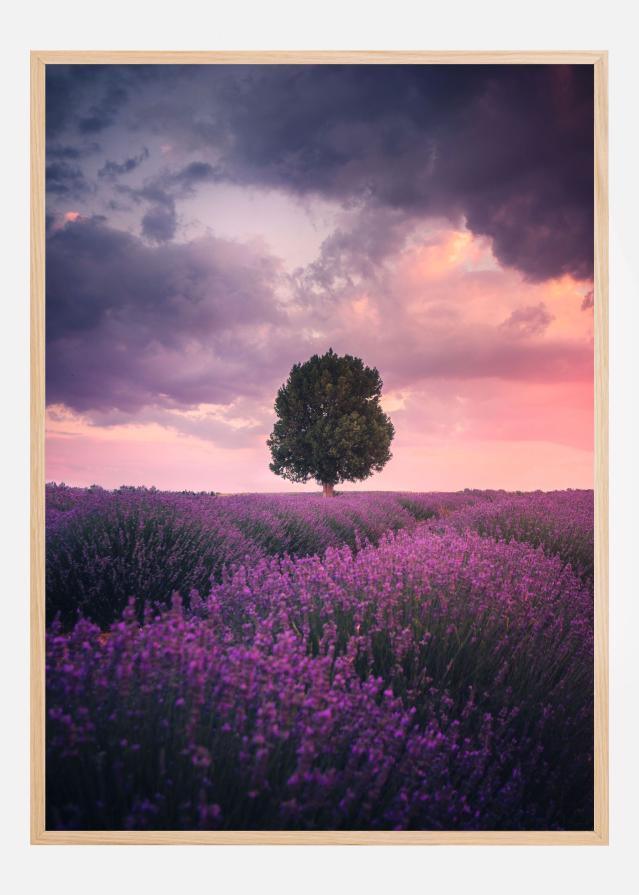 Lavender Fields Póster