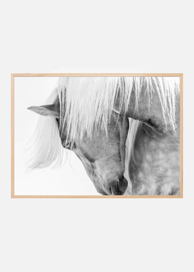 Halflinger Portrait Póster