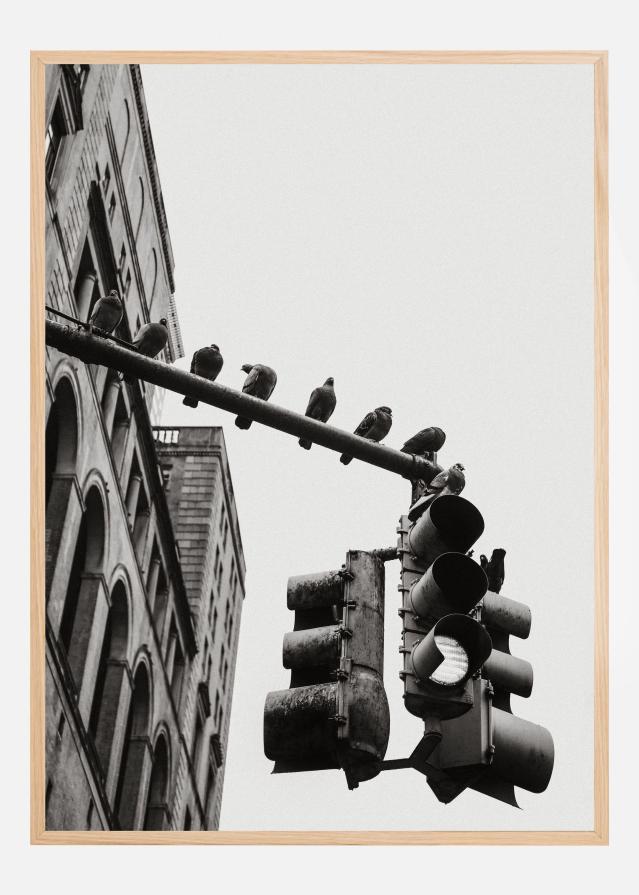 New York City Doves Póster