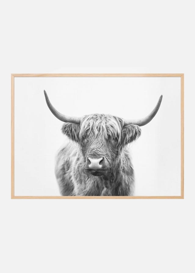 Highland Bull Póster