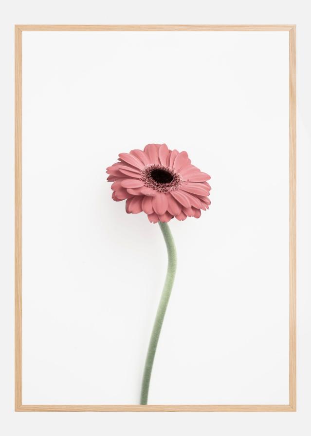 Pink Gerbera Póster