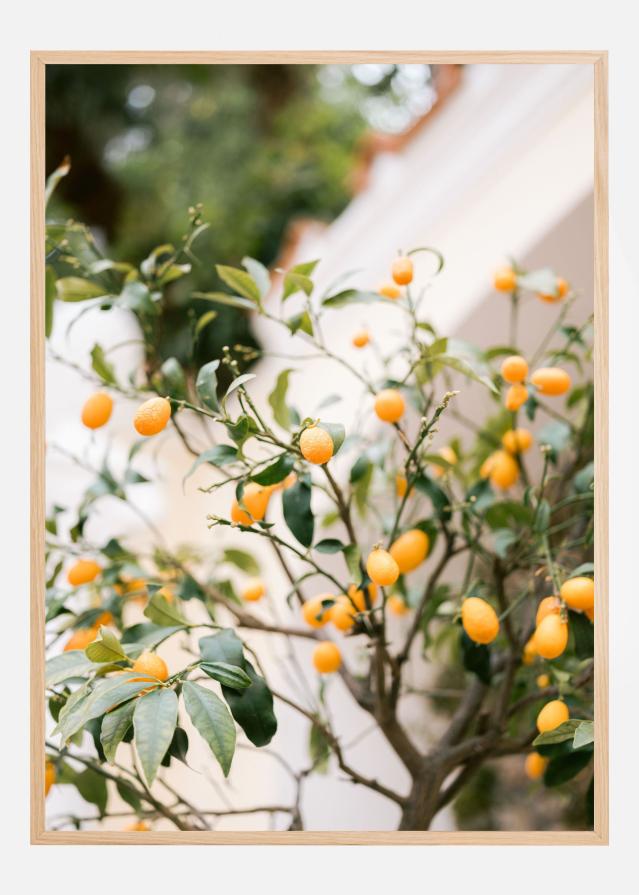 Orange Capri Póster