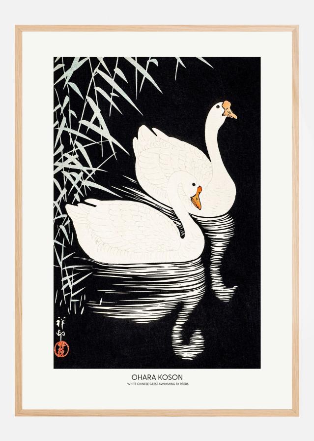 White Chinese Geese Swimming by Reeds Póster