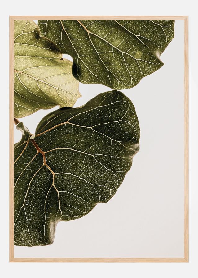 Abutifolia No1 Póster