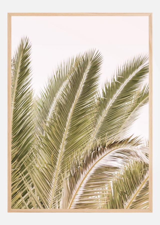 Oasis Palm 01 Oa 01 Póster