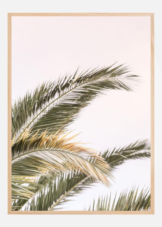 Oasis Palm 03 Póster