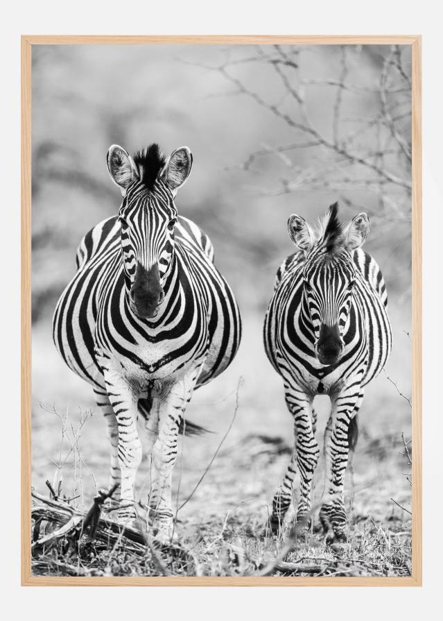 Striped Horse Front On Póster